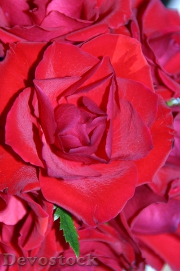 Devostock Beautiful red rose  (337)