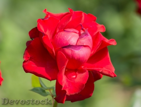 Devostock Beautiful red rose  (343)