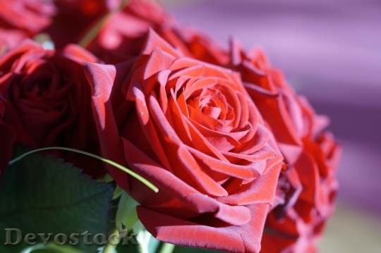 Devostock Beautiful red rose  (35)