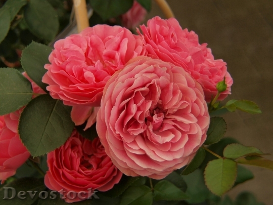 Devostock Beautiful red rose  (350)