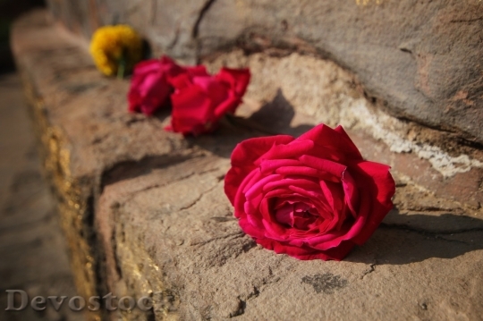 Devostock Beautiful red rose  (351)