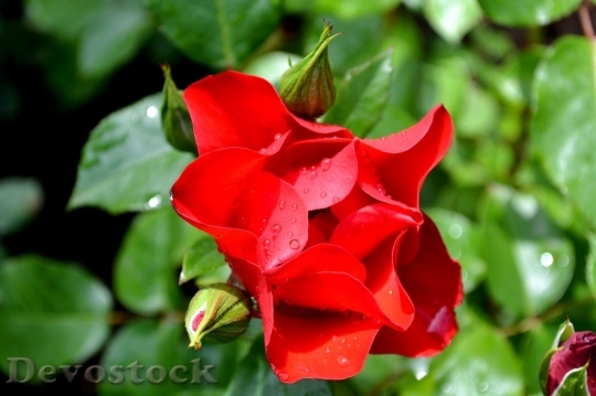 Devostock Beautiful red rose  (353)