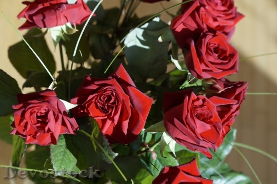 Devostock Beautiful red rose  (36)