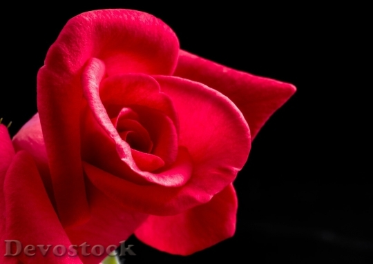 Devostock Beautiful red rose  (373)