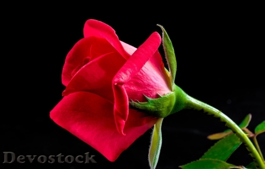 Devostock Beautiful red rose  (376)