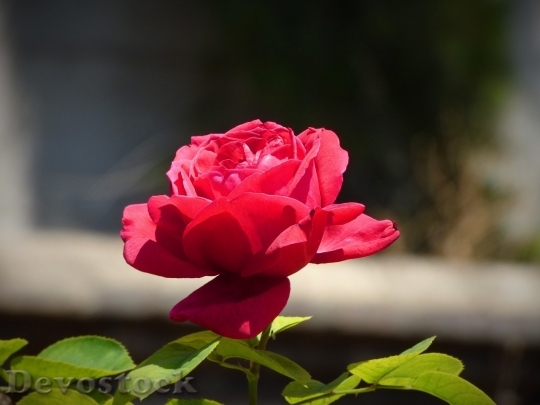 Devostock Beautiful red rose  (377)