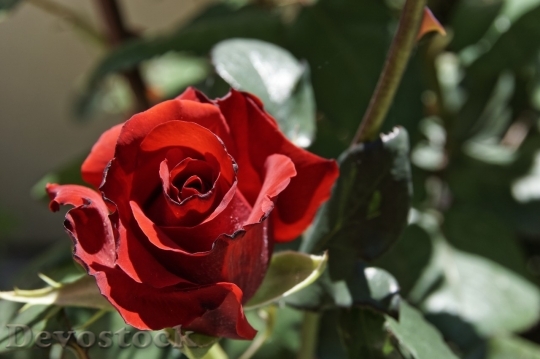 Devostock Beautiful red rose  (400)