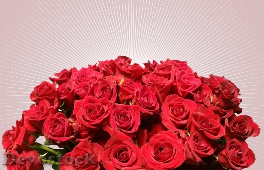Devostock Beautiful red rose  (404)