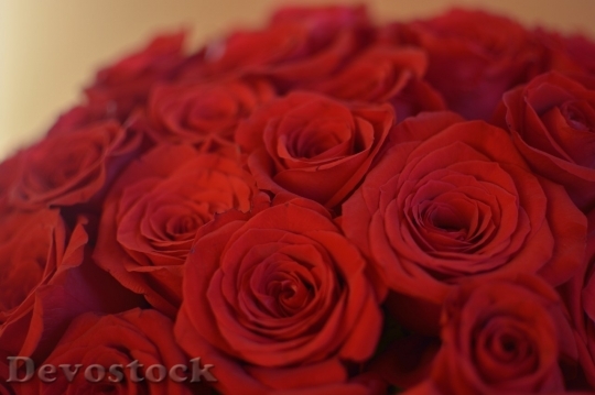 Devostock Beautiful red rose  (410)