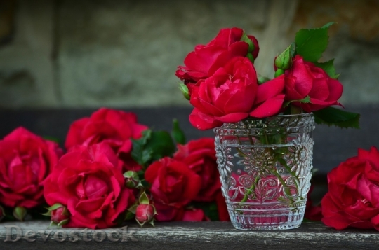 Devostock Beautiful red rose  (411)