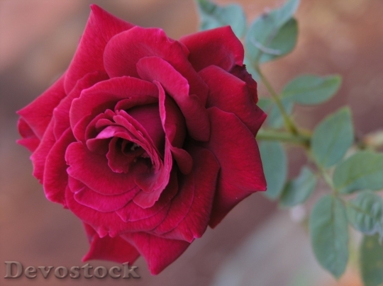 Devostock Beautiful red rose  (412)