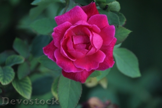 Devostock Beautiful red rose  (415)