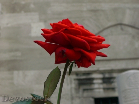Devostock Beautiful red rose  (422)