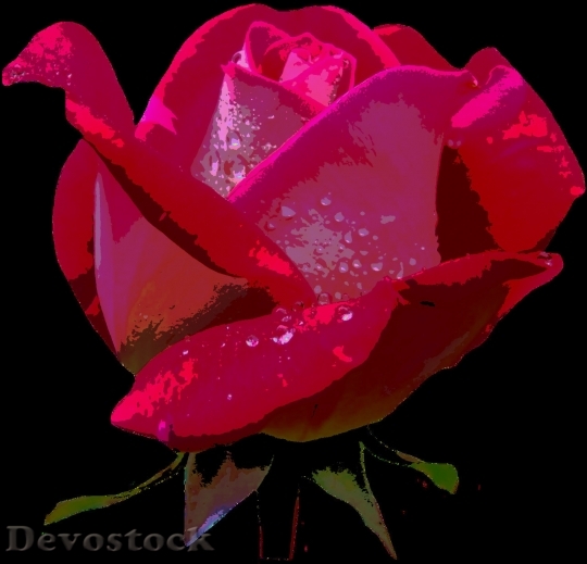 Devostock Beautiful red rose  (427)