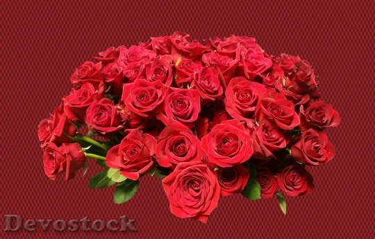 Devostock Beautiful red rose  (428)