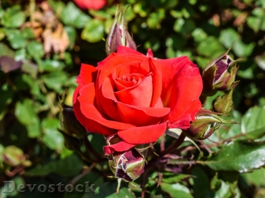 Devostock Beautiful red rose  (429)