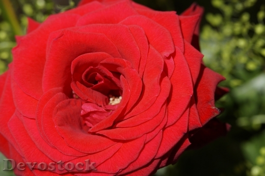 Devostock Beautiful red rose  (43)