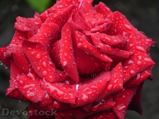 Devostock Beautiful red rose  (430)