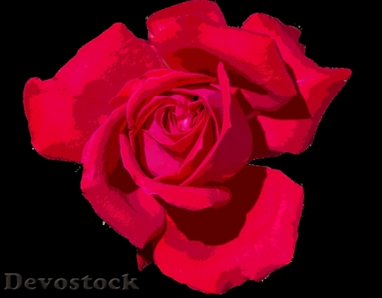 Devostock Beautiful red rose  (431)