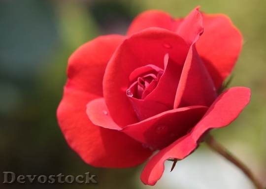 Devostock Beautiful red rose  (438)