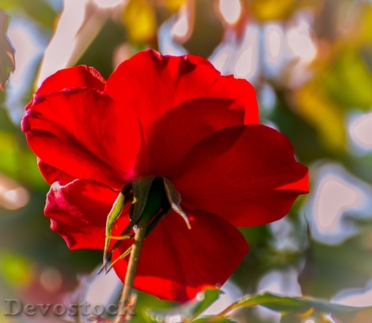 Devostock Beautiful red rose  (444)