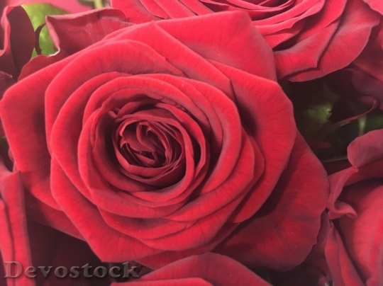 Devostock Beautiful red rose  (445)