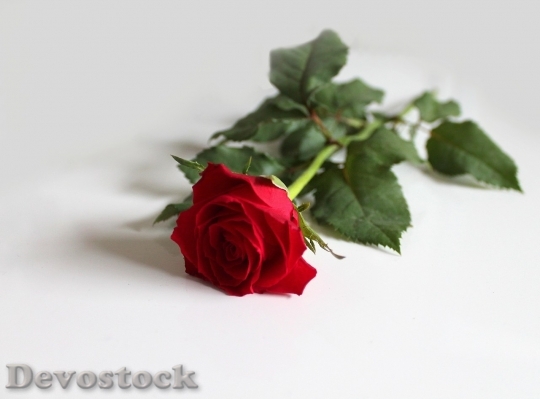 Devostock Beautiful red rose  (447)