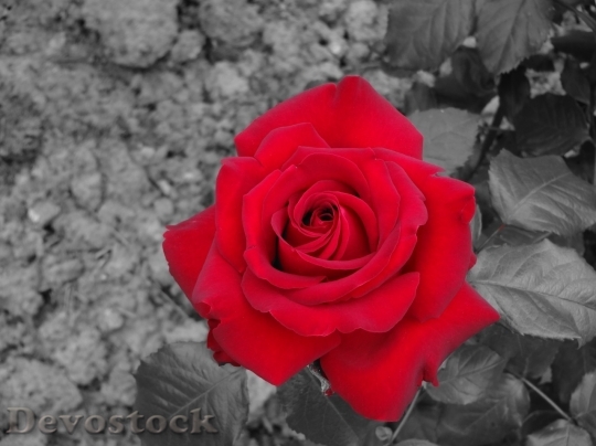 Devostock Beautiful red rose  (451)