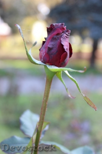 Devostock Beautiful red rose  (452)