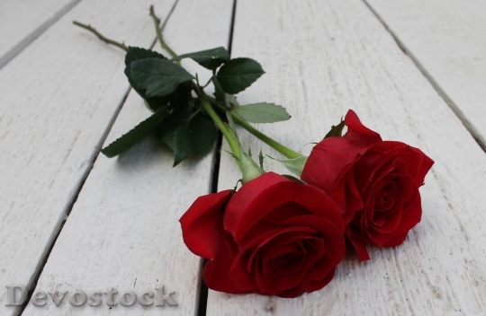 Devostock Beautiful red rose  (454)