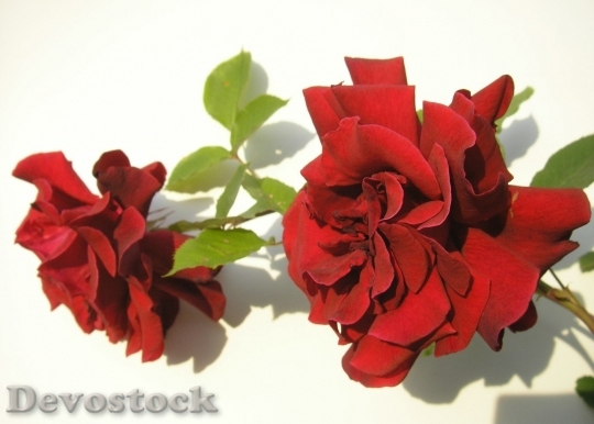 Devostock Beautiful red rose  (456)