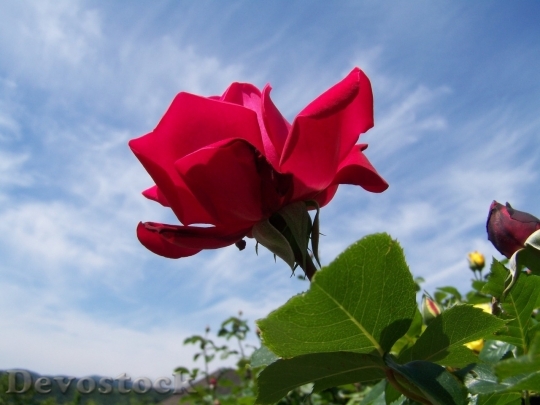 Devostock Beautiful red rose  (457)