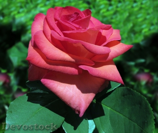 Devostock Beautiful red rose  (458)