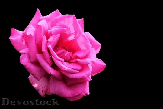 Devostock Beautiful red rose  (459)
