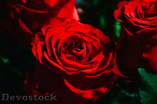 Devostock Beautiful red rose  (463)