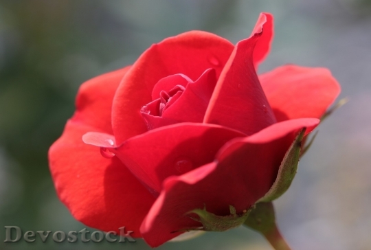 Devostock Beautiful red rose  (468)