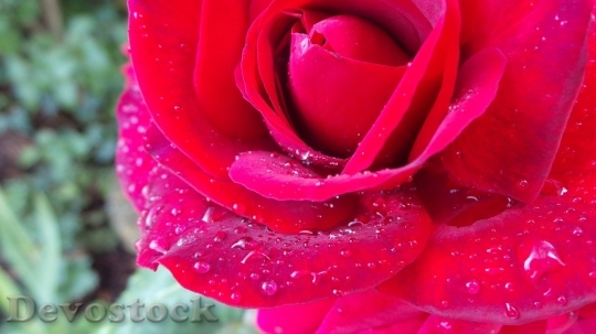 Devostock Beautiful red rose  (472)