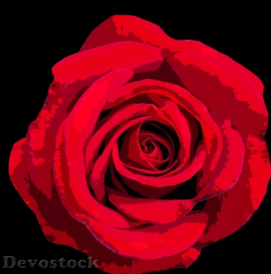 Devostock Beautiful red rose  (473)