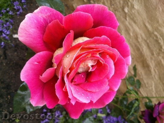 Devostock Beautiful red rose  (476)