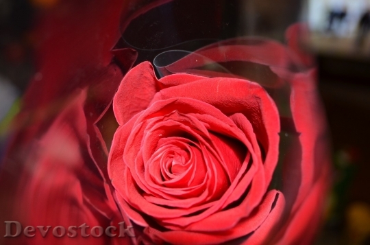Devostock Beautiful red rose  (480)