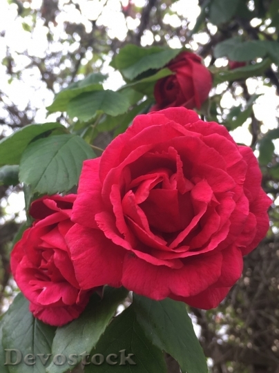 Devostock Beautiful red rose  (481)