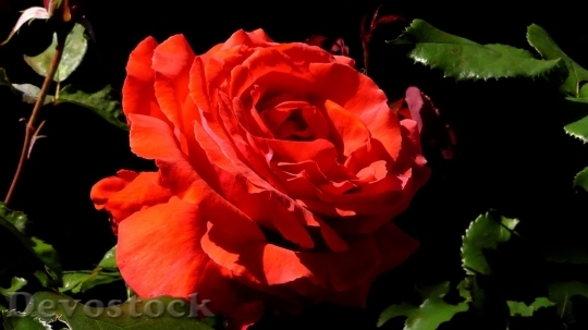 Devostock Beautiful red rose  (487)