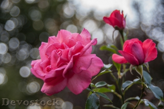 Devostock Beautiful red rose  (52)