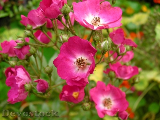Devostock Beautiful red rose  (58)