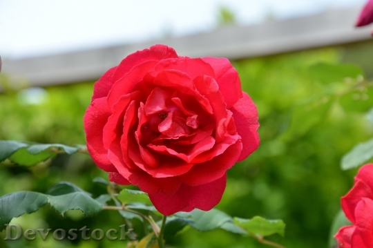 Devostock Beautiful red rose  (64)