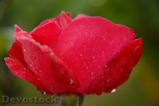 Devostock Beautiful red rose  (74)