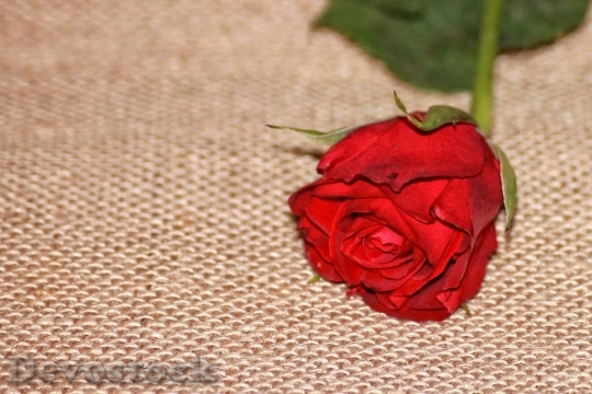 Devostock Beautiful red rose  (77)