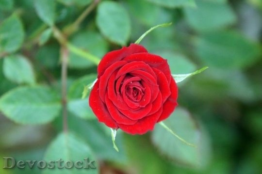 Devostock Beautiful red rose  (79)