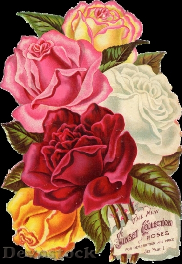Devostock Beautiful red rose  (92)