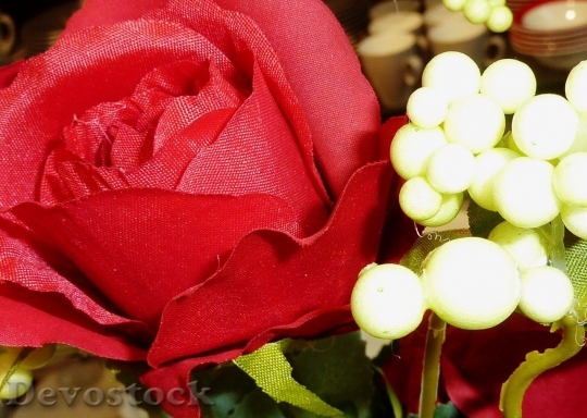 Devostock Beautiful red rose  (98)